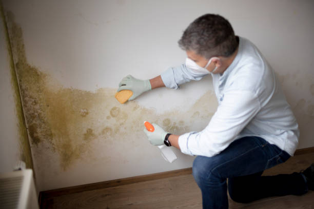 Best Biohazard Mold Removal  in Bement, IL