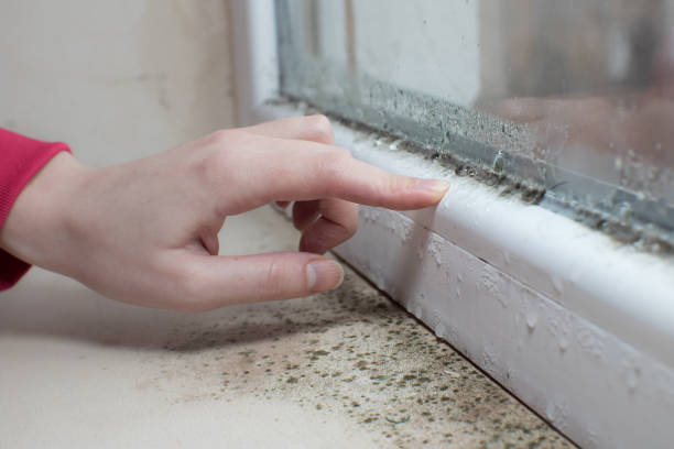 Best Post-Remediation Verification Testing  in Bement, IL