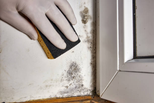 Best Post-Construction Mold Inspection  in Bement, IL