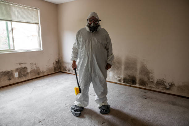 Best Basement Mold Removal  in Bement, IL